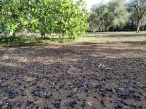 olio a km zero